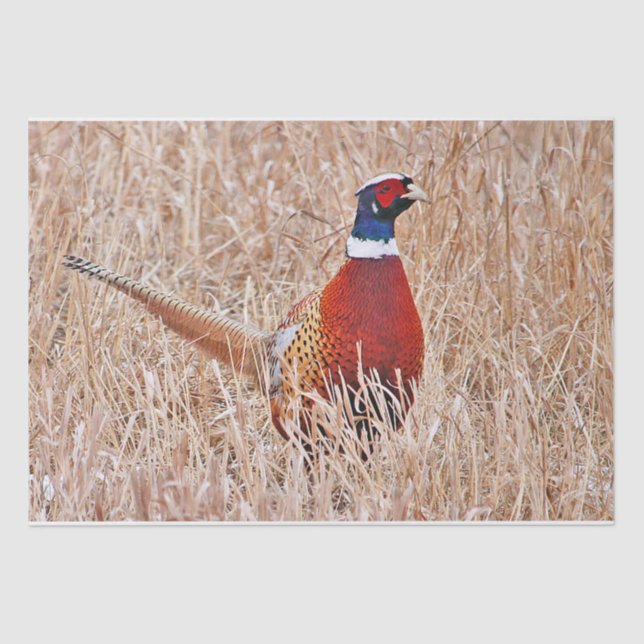 Ring-necked Pheasant  Tissue Paper (Front)