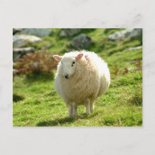 Ring of Kerry Sheep Postcard