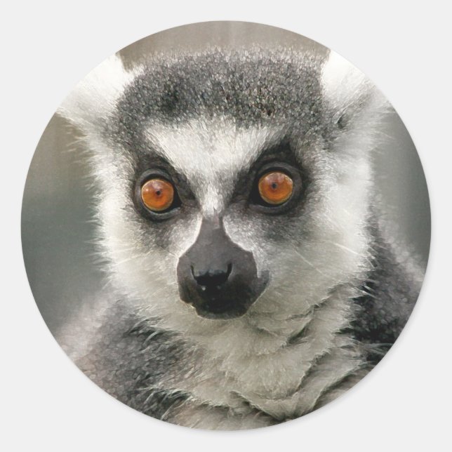 ring tail lemur classic round sticker (Front)
