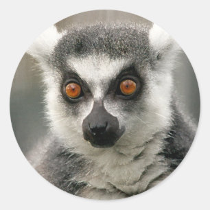 ring tail lemur classic round sticker