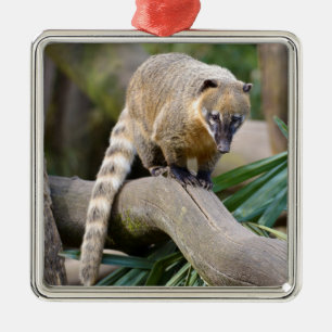Ring-tailed Coati on branch Metal Tree Decoration