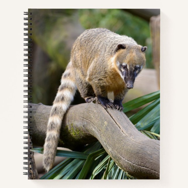Ring-tailed Coati on branch Notebook (Front)
