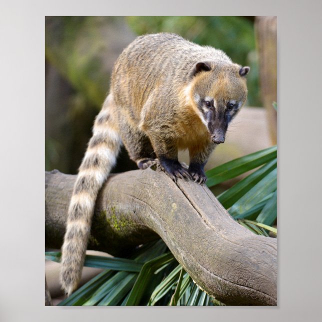 Ring-tailed Coati on branch Poster (Front)