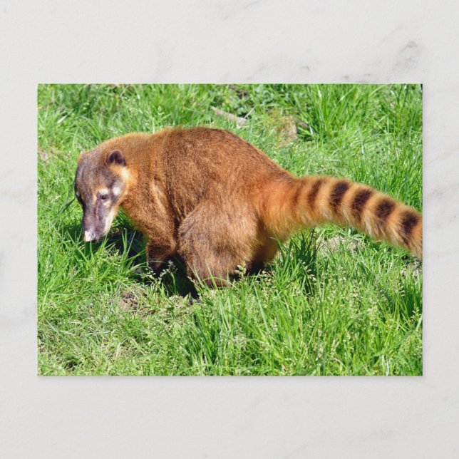Ring-tailed Coati on grass Holiday Postcard (Front)