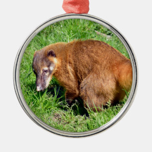 Ring-tailed Coati on grass Metal Tree Decoration
