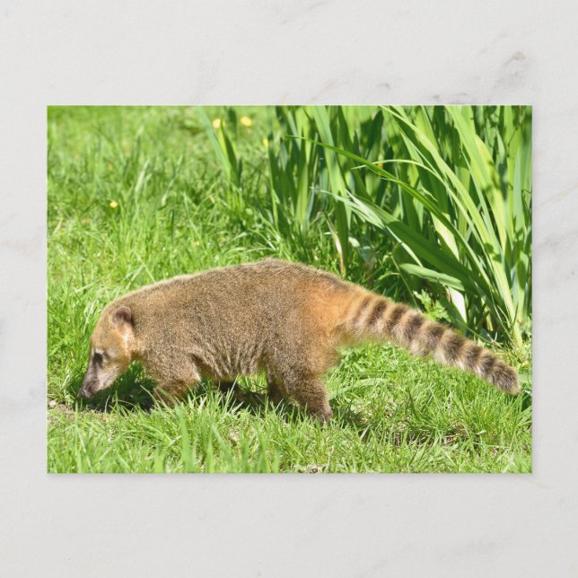 Ring-tailed Coati on grass Postcard (Front)