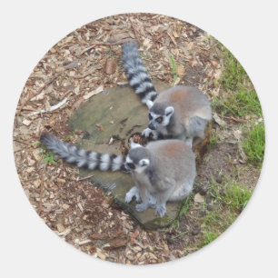 Ring-tailed Lemur #1 Stickers