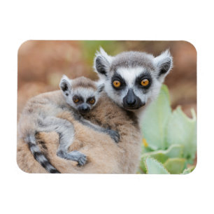 Ring-Tailed Lemur Baby on its Mother's Back Magnet