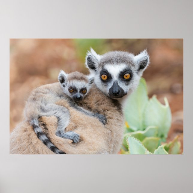 Ring-Tailed Lemur Baby on its Mother's Back Poster (Front)