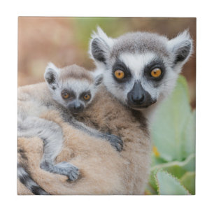 Ring-Tailed Lemur Baby on its Mother's Back Tile