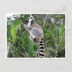 ring-tailed lemur climb postcard