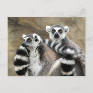 ring-tailed lemur couple postcard