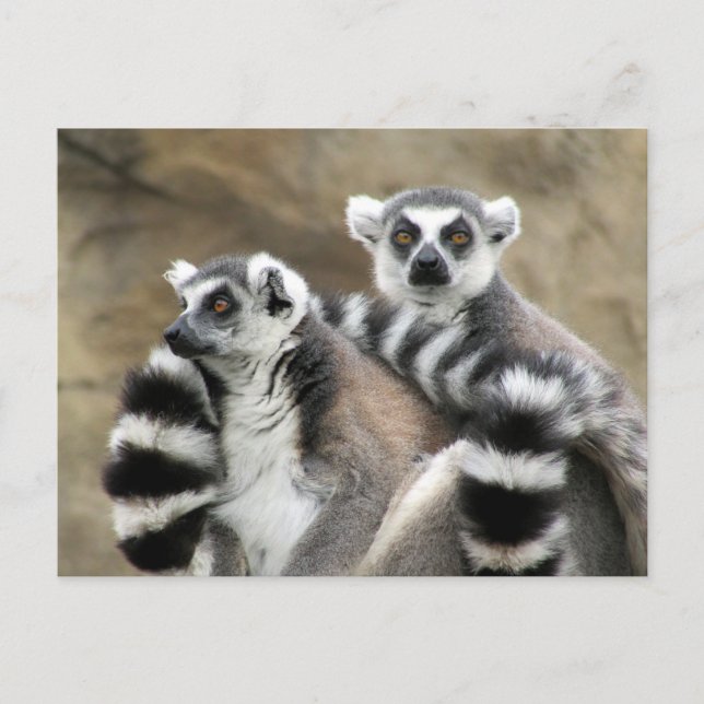 ring-tailed lemur couple postcard (Front)