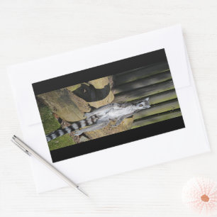Ring Tailed Lemur Drusillas Park Rectangular Sticker