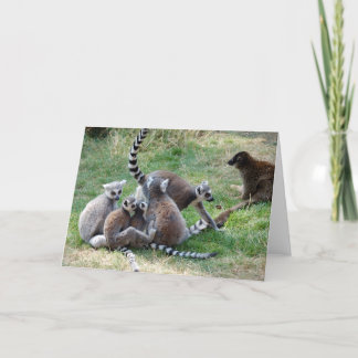Ring tailed lemur family card