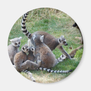 Ring tailed lemur family magnet