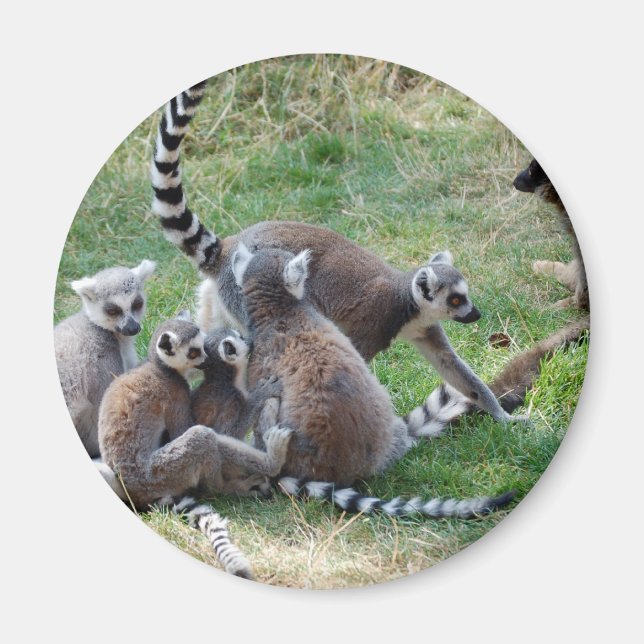 Ring tailed lemur family magnet (Front)