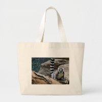 RIng Tailed Lemur