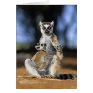 Ring-tailed Lemur, (Lemur catta), Mother and