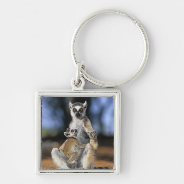 Ring-tailed Lemur, (Lemur catta), Mother and Key Ring (Front)