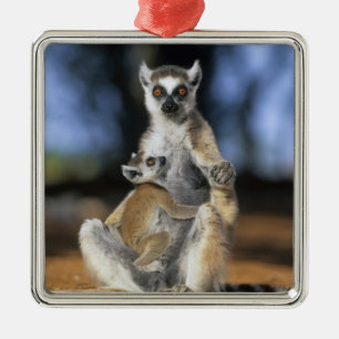 Ring-tailed Lemur, (Lemur catta), Mother and Metal Tree Decoration
