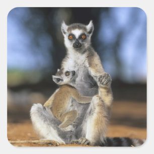Ring-tailed Lemur, (Lemur catta), Mother and Square Sticker