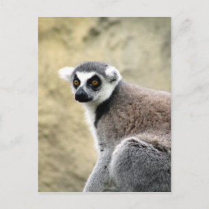 ring-tailed lemur look postcard