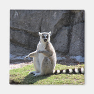Ring-Tailed Lemur Magnet