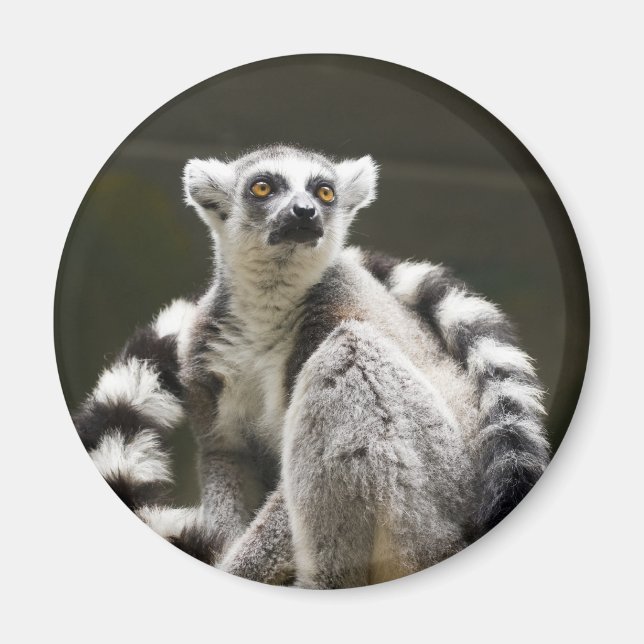 Ring-tailed Lemur Magnet (Front)
