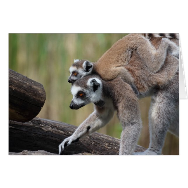 Ring-Tailed Lemur Mother And Baby (Front Horizontal)