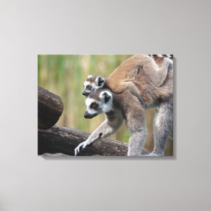 Ring-Tailed Lemur Mother And Baby Canvas Print