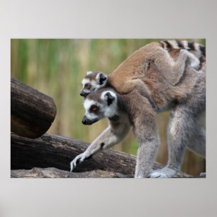 Ring-Tailed Lemur Mother And Baby Poster