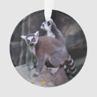 Ring-tailed lemur
