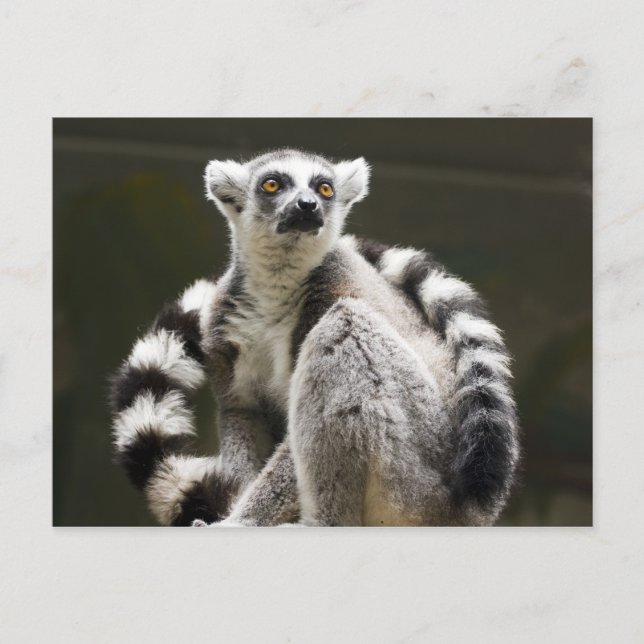 Ring-tailed Lemur Postcard (Front)