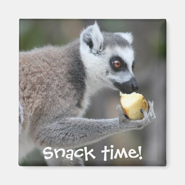 Ring-Tailed Lemur -- Snack Time! Magnet (Front)