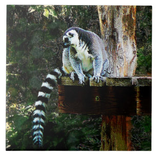 Ring-Tailed Lemur Tile