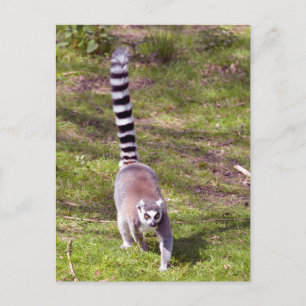 Ring-tailed lemur walking on grass postcard