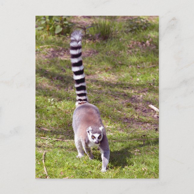 Ring-tailed lemur walking on grass postcard (Front)