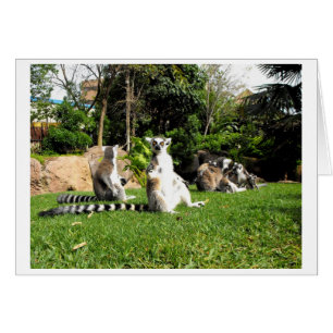 Ring tailed lemurs and their babies animal card