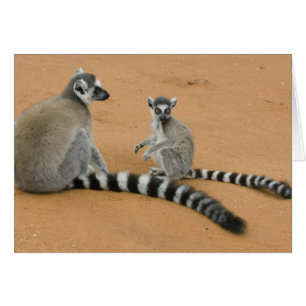 Ring-tailed Lemurs, (Lemur catta), Berenty