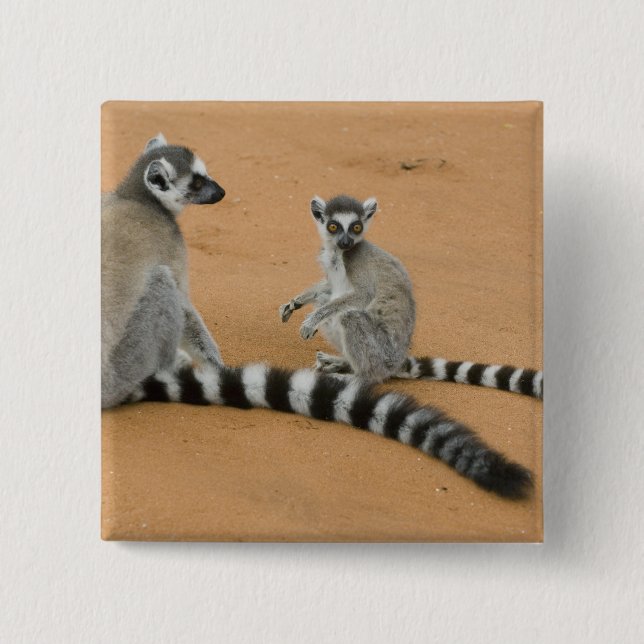 Ring-tailed Lemurs, (Lemur catta), Berenty 15 Cm Square Badge (Front)