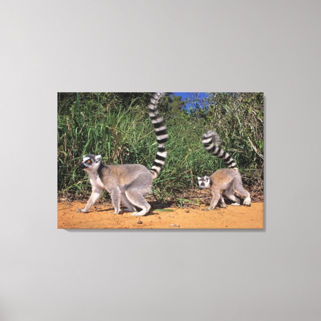 Ring-Tailed Lemurs (Lemur Catta), Berenty Canvas Print (Front)