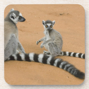 Ring-tailed Lemurs, (Lemur catta), Berenty Coaster