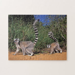 Ring-Tailed Lemurs (Lemur Catta), Berenty Jigsaw Puzzle