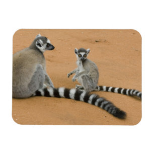 Ring-tailed Lemurs, (Lemur catta), Berenty Magnet