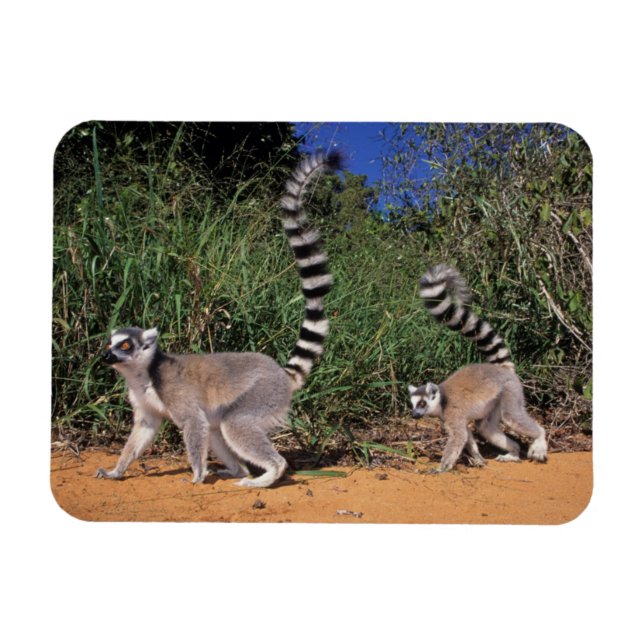 Ring-Tailed Lemurs (Lemur Catta), Berenty Magnet (Horizontal)