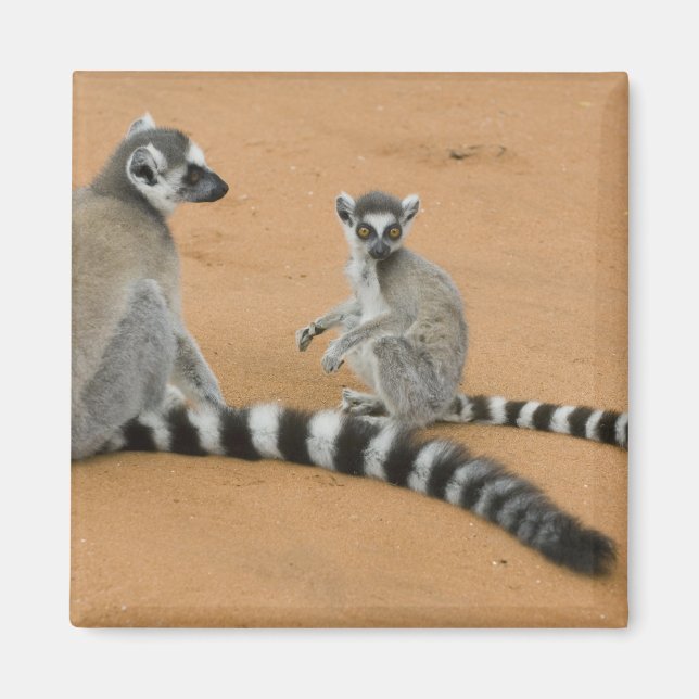 Ring-tailed Lemurs, (Lemur catta), Berenty Magnet (Front)