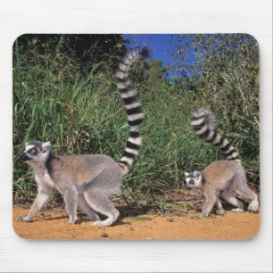 Ring-Tailed Lemurs (Lemur Catta), Berenty Mouse Pad