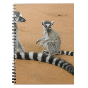 Ring-tailed Lemurs, (Lemur catta), Berenty Spiral Notebook