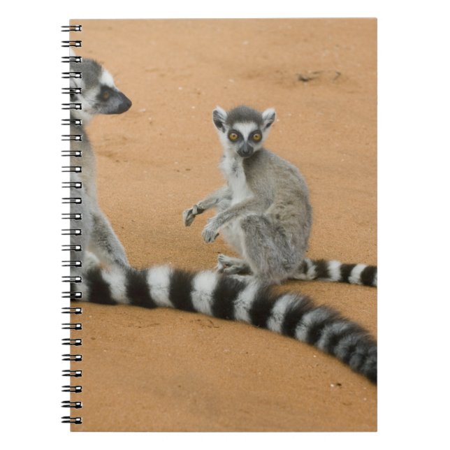 Ring-tailed Lemurs, (Lemur catta), Berenty Spiral Notebook (Front)